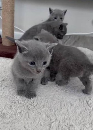 NEW Russian Blues photo 1