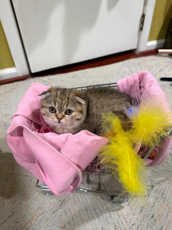 Polly photo 5