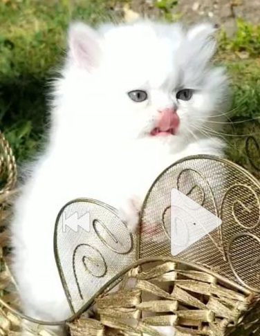 CFA RegisteredGorgeous Dollface Persian White Male photo 4