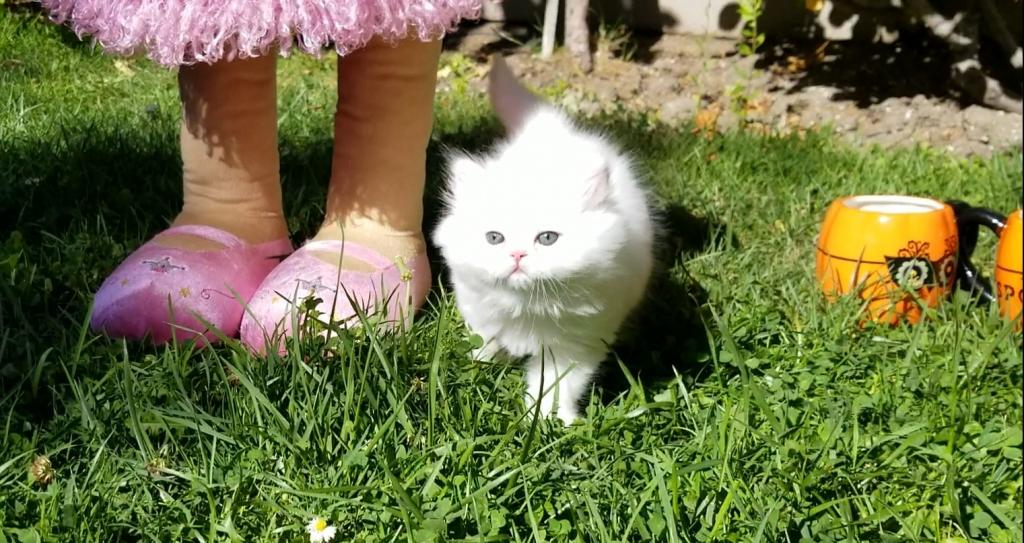 CFA RegisteredGorgeous Dollface Persian White Male photo 11