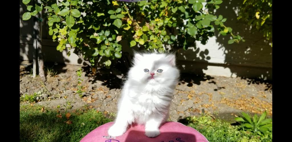 CFA RegisteredGorgeous Dollface Persian White Male photo 12