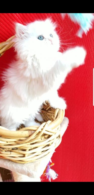 CFA RegisteredGorgeous Dollface Persian White Male photo 5