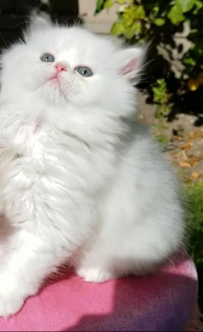 CFA RegisteredGorgeous Dollface Persian White Male photo 3