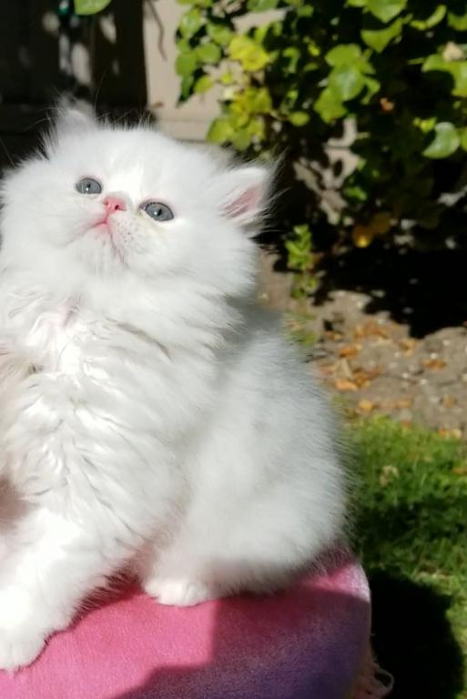 CFA RegisteredGorgeous Dollface Persian White Male photo 1