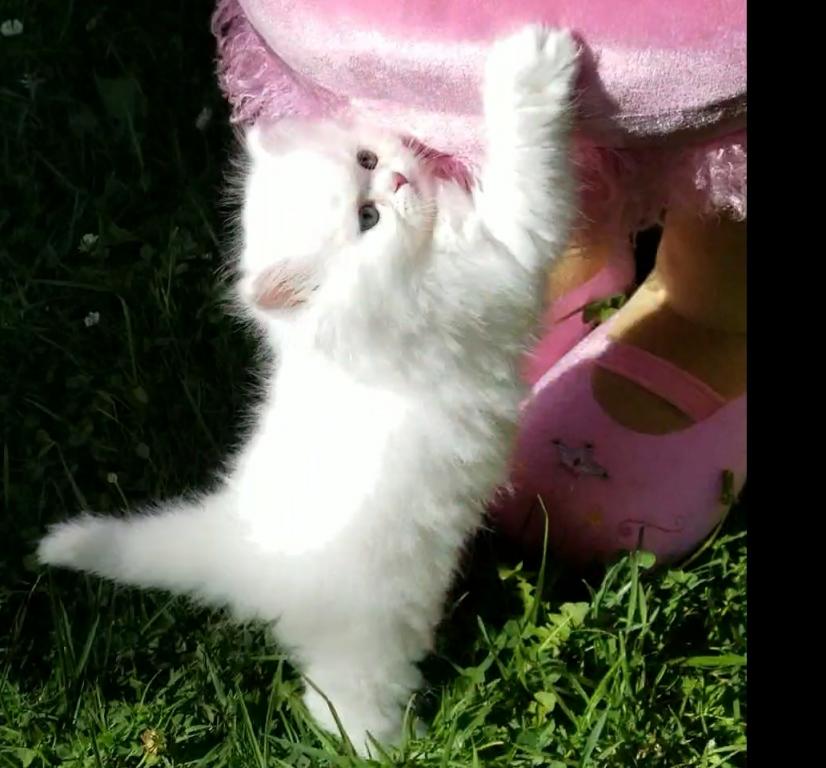 CFA RegisteredGorgeous Dollface Persian White Male photo 13