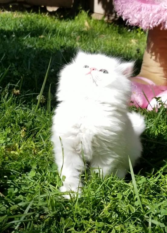CFA RegisteredGorgeous Dollface Persian White Male photo 10