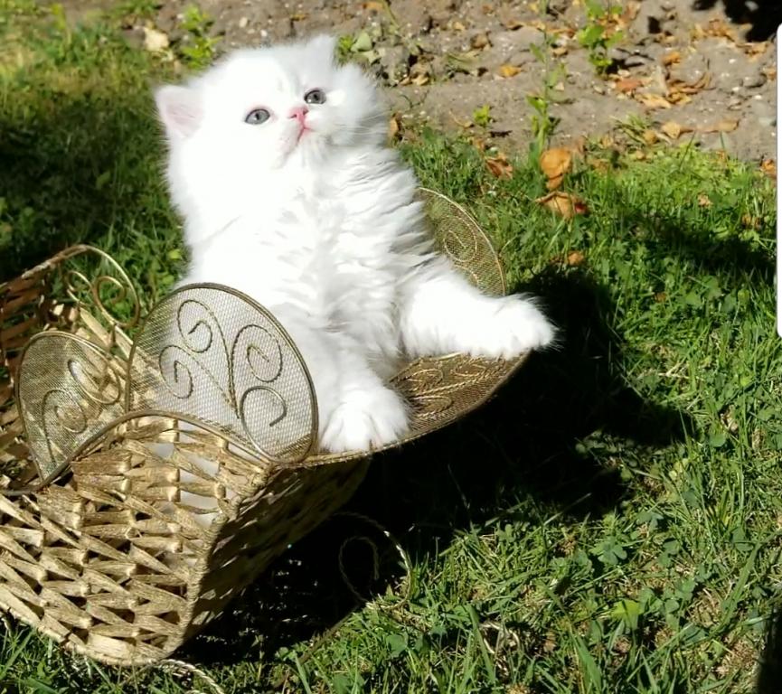 CFA RegisteredGorgeous Dollface Persian White Male photo 17