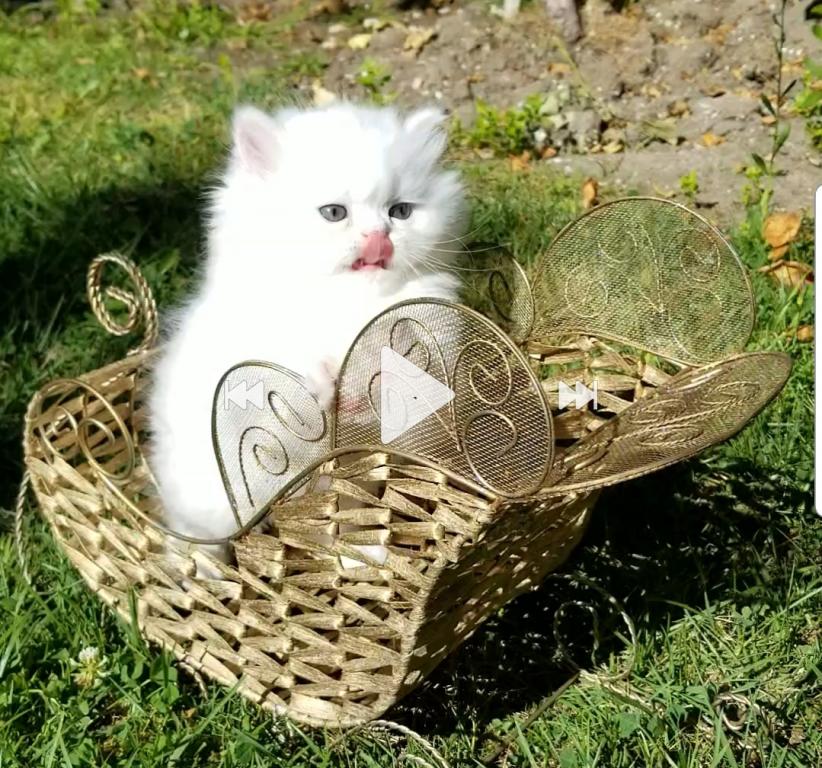 CFA RegisteredGorgeous Dollface Persian White Male photo 18