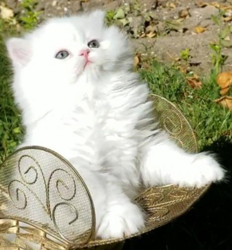 CFA RegisteredGorgeous Dollface Persian White Male photo 2