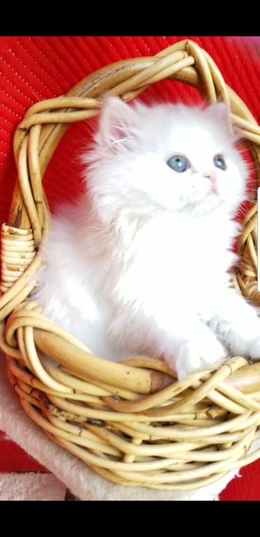 CFA RegisteredGorgeous Dollface Persian White Male photo 6