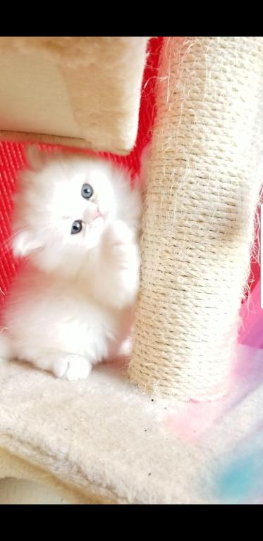 CFA RegisteredGorgeous Dollface Persian White Male photo 9
