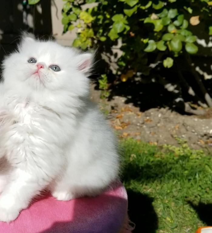 CFA RegisteredGorgeous Dollface Persian White Male photo 16