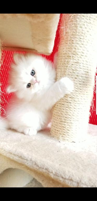 CFA RegisteredGorgeous Dollface Persian White Male photo 8