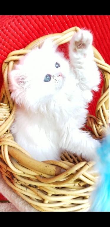 CFA RegisteredGorgeous Dollface Persian White Male photo 7