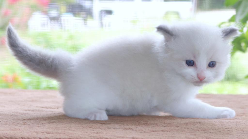 Family Raised Ragdoll Kitten Bicolor Blue Pointed photo 3