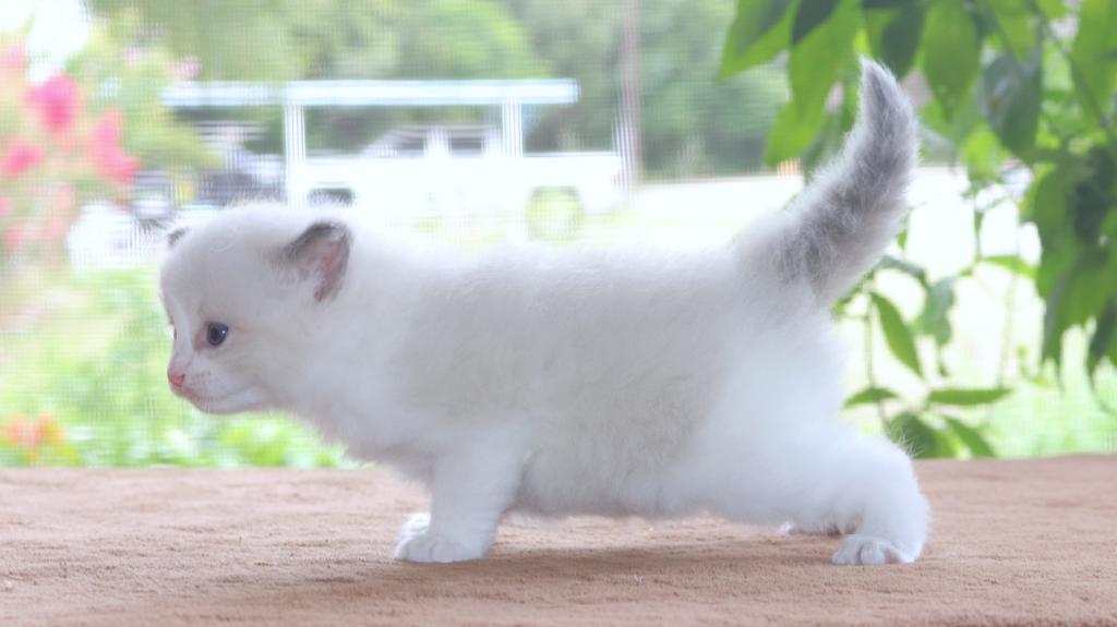Family Raised Ragdoll Kitten Bicolor Blue Pointed photo 2