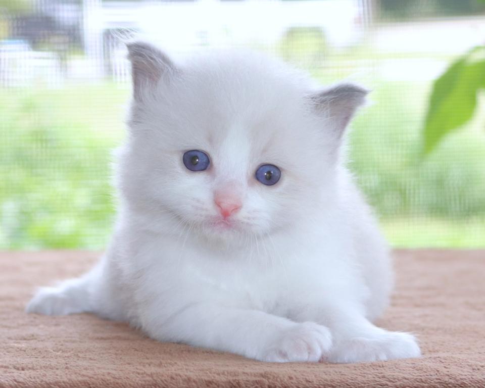 Family Raised Ragdoll Kitten Bicolor Blue Pointed photo 1