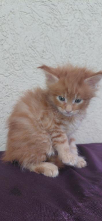 Rusty Classic Red European Maine Coon Kitten photo 5