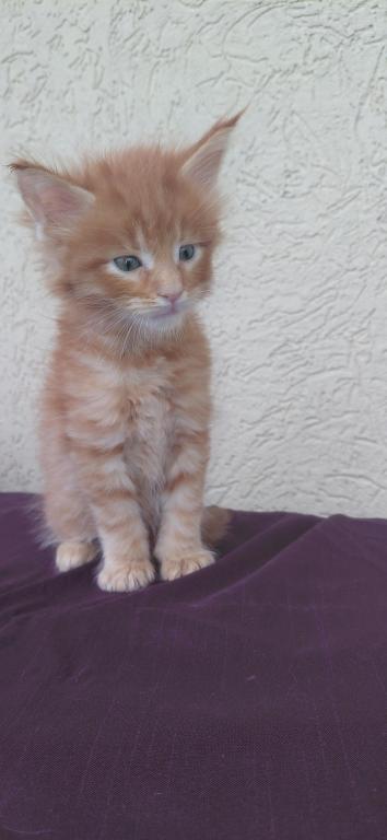 Rusty Classic Red European Maine Coon Kitten photo 10