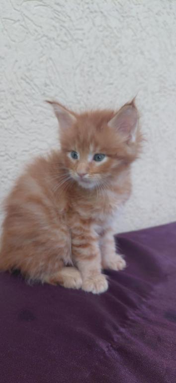 Rusty Classic Red European Maine Coon Kitten photo 4