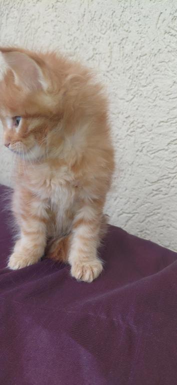 Rusty Classic Red European Maine Coon Kitten photo 2