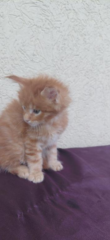 Rusty Classic Red European Maine Coon Kitten photo 3