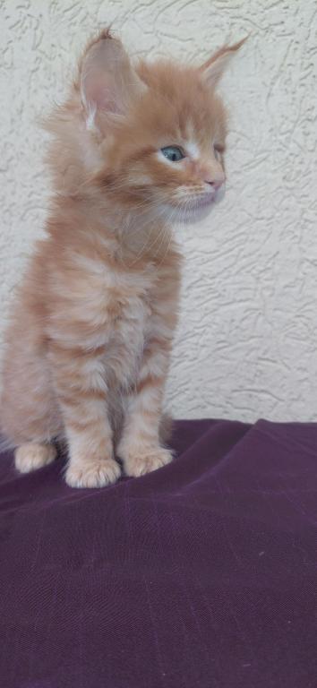 Rusty Classic Red European Maine Coon Kitten photo 8