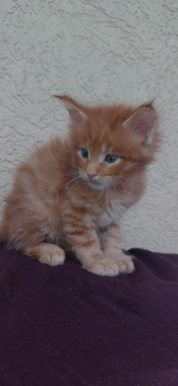 Rusty Classic Red European Maine Coon Kitten photo 7