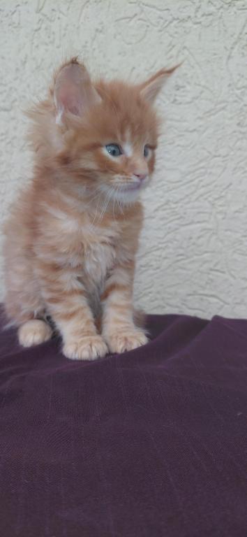 Rusty Classic Red European Maine Coon Kitten photo 9