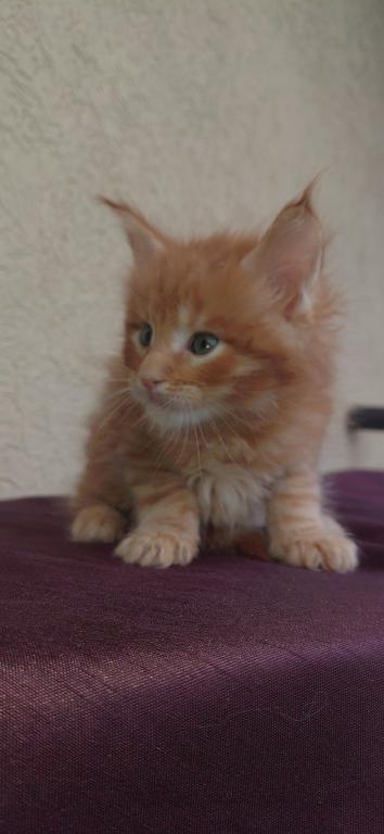 Rusty Classic Red European Maine Coon Kitten photo 1