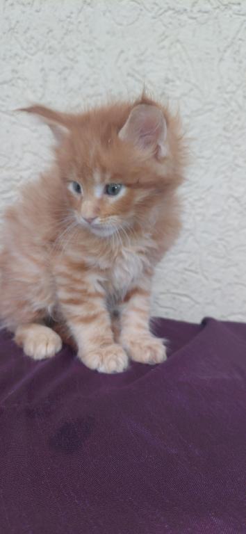 Rusty Classic Red European Maine Coon Kitten photo 6