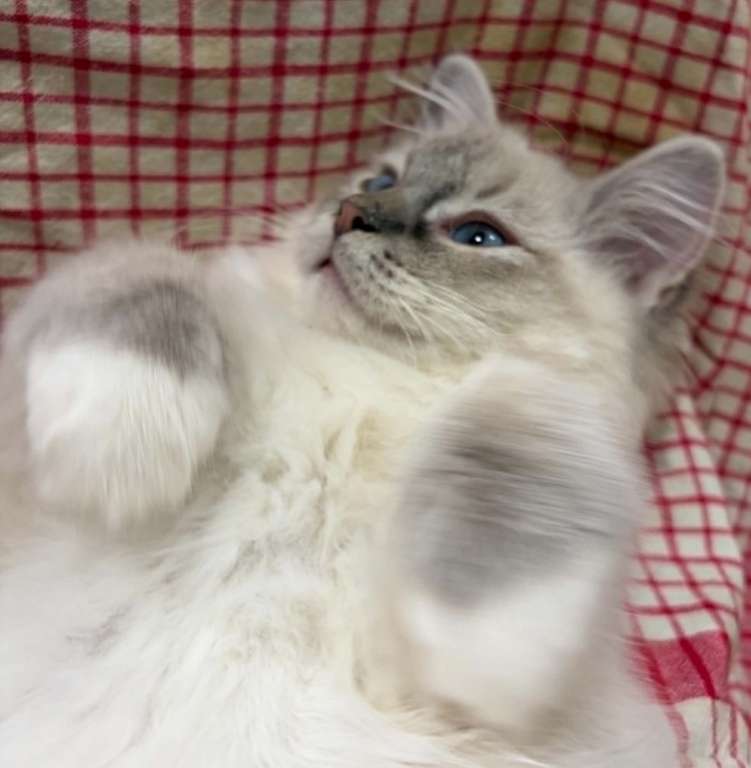 Hyperion Ragdolls Daisy photo 4