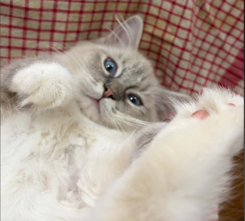 Hyperion Ragdolls Daisy photo 1