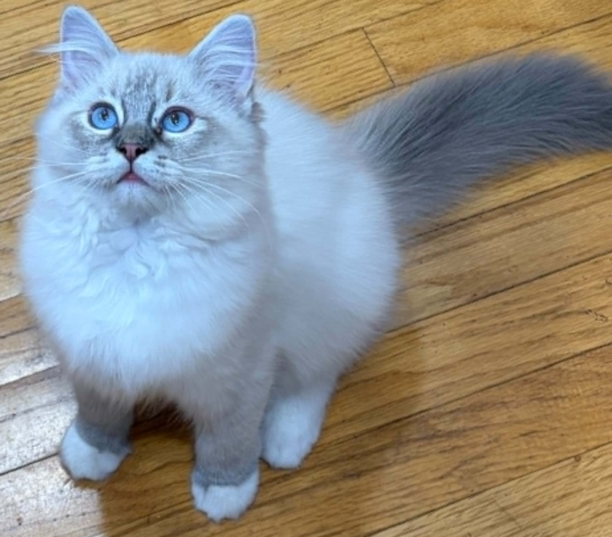 Hyperion Ragdolls Daisy photo 3