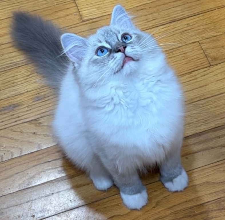 Hyperion Ragdolls Daisy photo 2