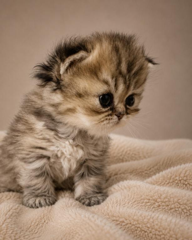 Male Tiger Teacup Persian photo 1