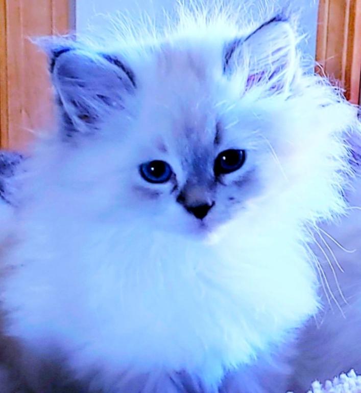 Oliver photo 1