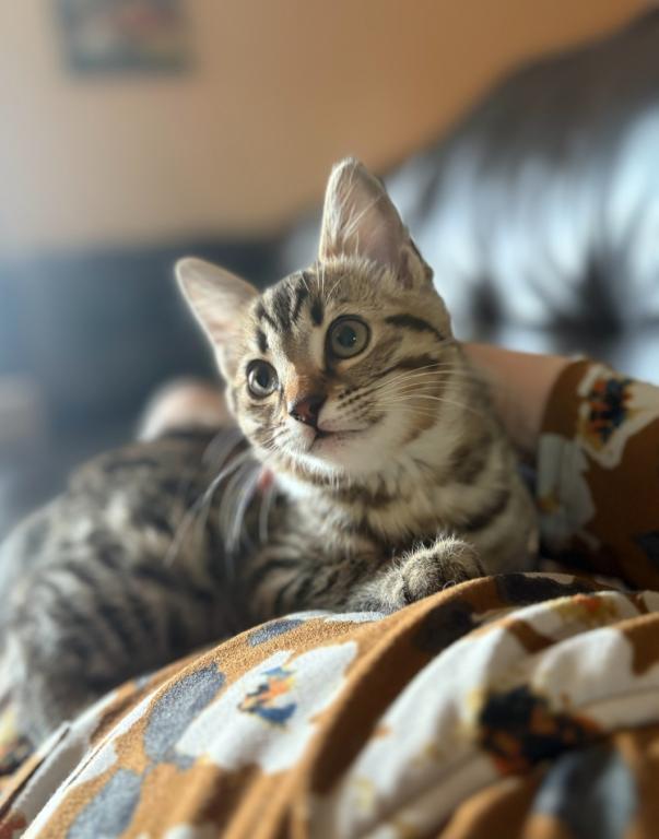 Bengal Siamese Mix photo 2