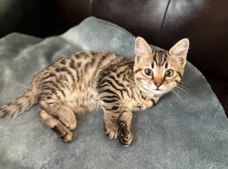 Bengal Siamese Mix photo 3