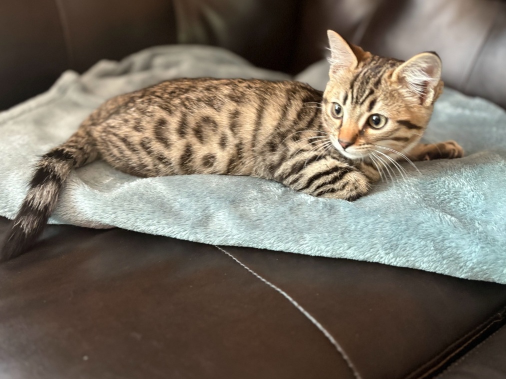 Bengal Siamese Mix photo 1