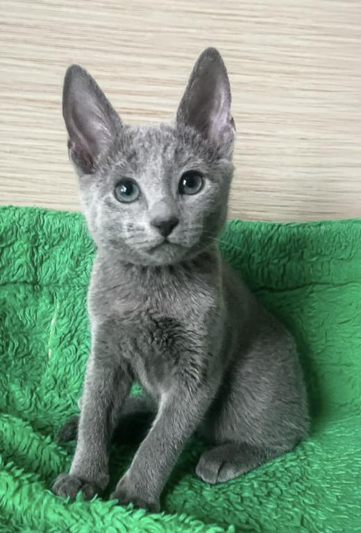 Russian Blue Litter