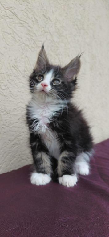 Purebred Maine Coon Kitten Big Healthy Playfull photo 2