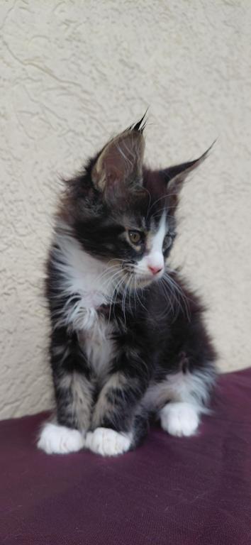 Purebred Maine Coon Kitten Big Healthy Playfull photo 1