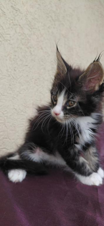 Purebred Maine Coon Kitten Big Healthy Playfull photo 7