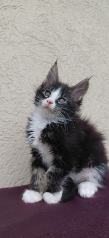 Purebred Maine Coon Kitten Big Healthy Playfull photo 4