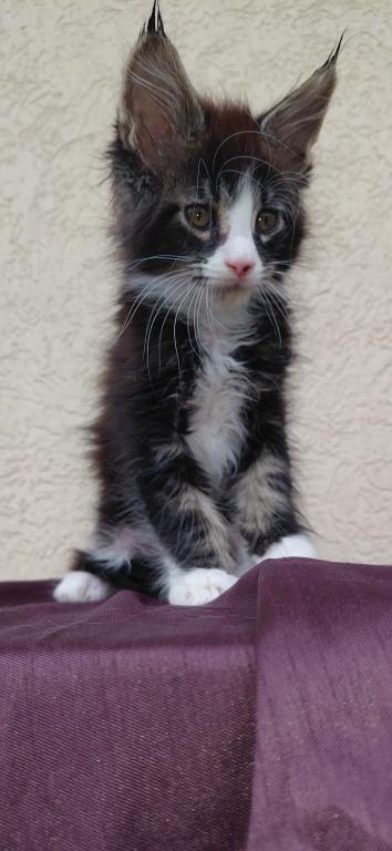 Purebred Maine Coon Kitten Big Healthy Playfull photo 5