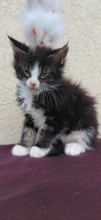 Purebred Maine Coon Kitten Big Healthy Playfull photo 6