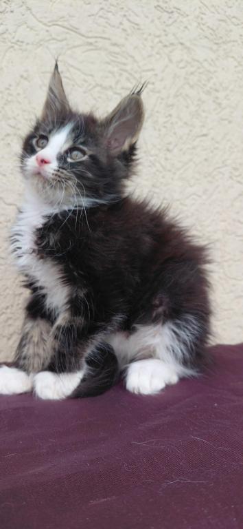 Purebred Maine Coon Kitten Big Healthy Playfull photo 3