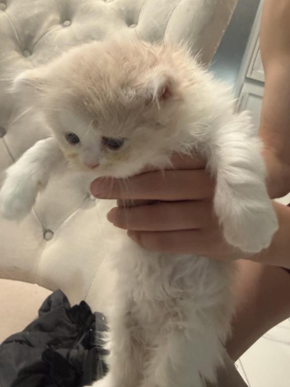 RagdollCherubim photo 3