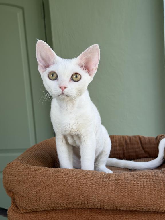 White Devon Rex photo 4